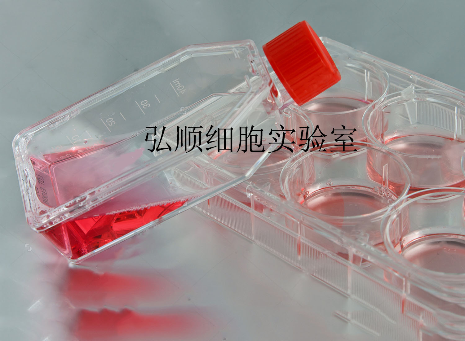 Chang liver细胞：人张氏肝细胞