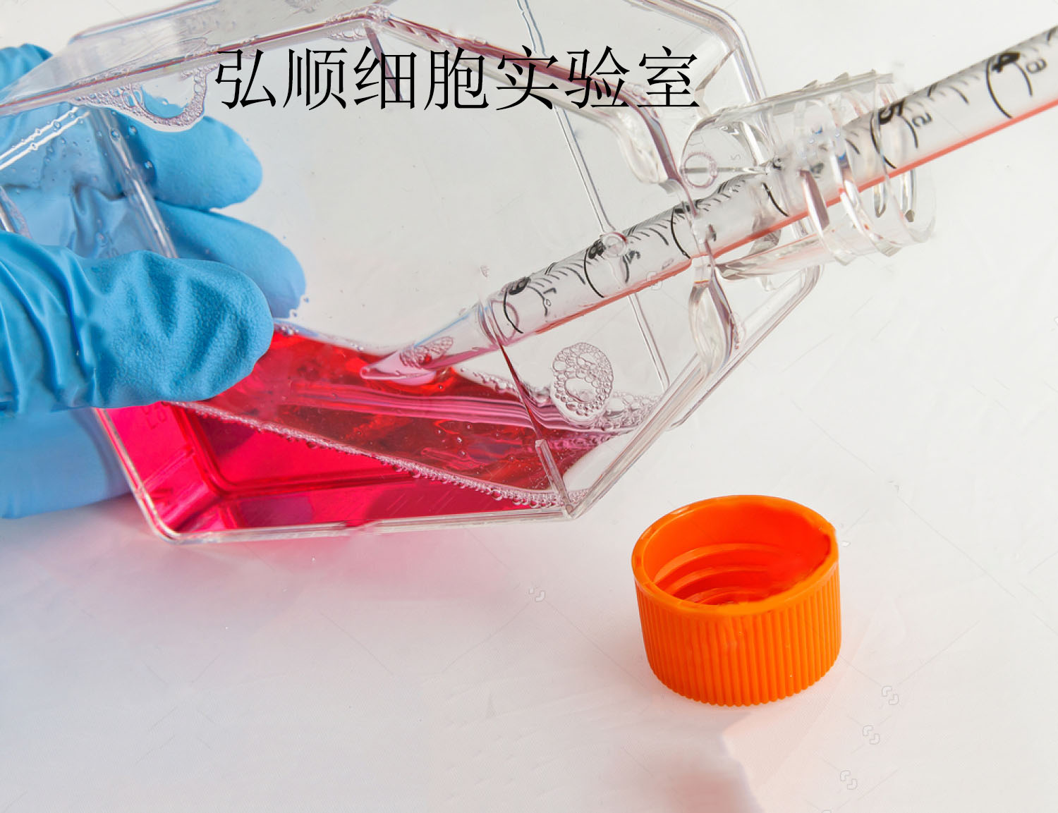 GLAG-66细胞：人乳头状甲状腺癌细胞