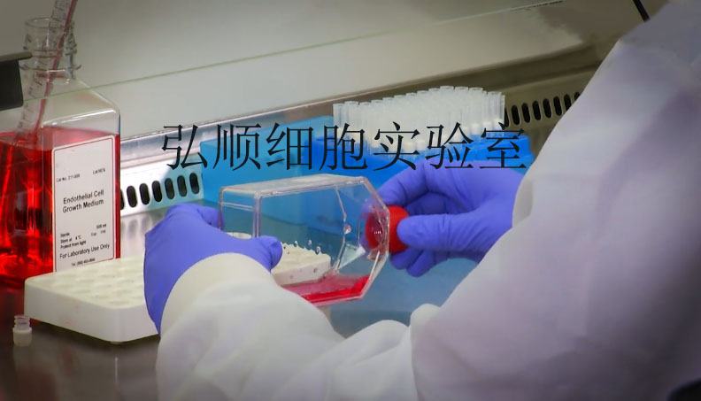 LC-2/ad细胞：人肺癌腺癌细胞