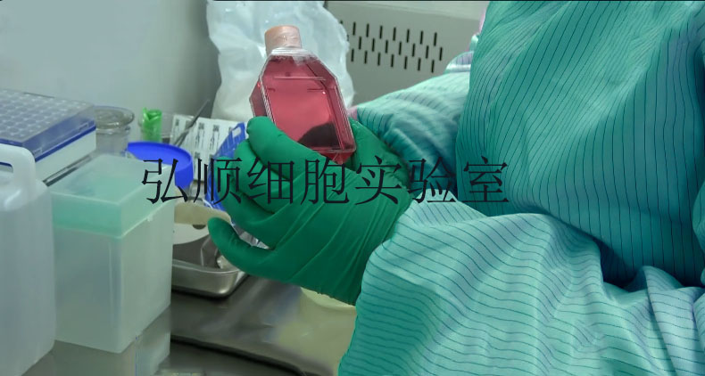 AAV-293细胞：腺病毒转化的人胚肾细胞