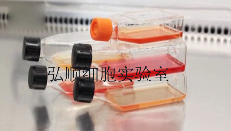 NCI-H716细胞：人结直肠腺癌细胞