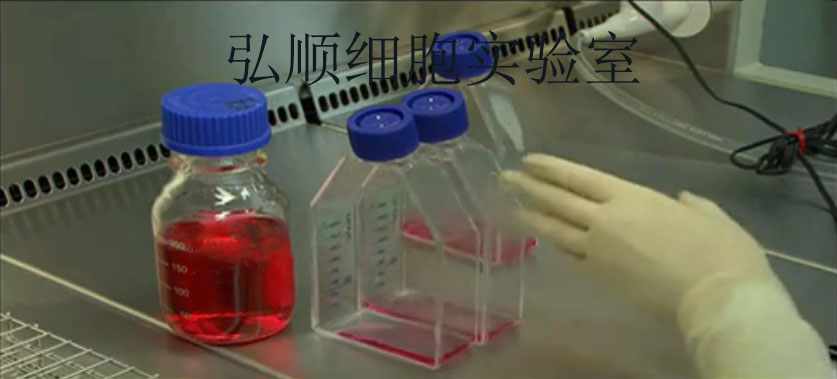 NCI-H1975细胞：人肺腺癌细胞