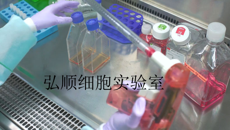 HK-2细胞：人肾小管上皮细胞
