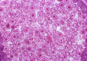 大鼠肠静脉内皮细胞提取物胞