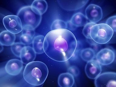 人胚胎滋养层细胞提取物