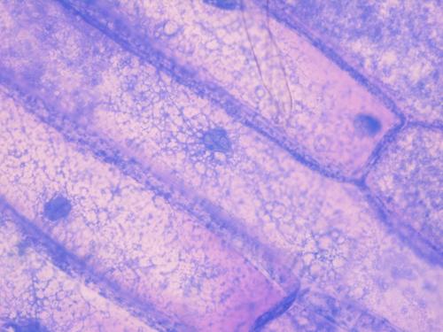 小鼠神经小胶质细胞提取物