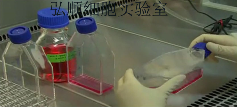 CHO-dhFr-|中国仓鼠卵巢细胞
