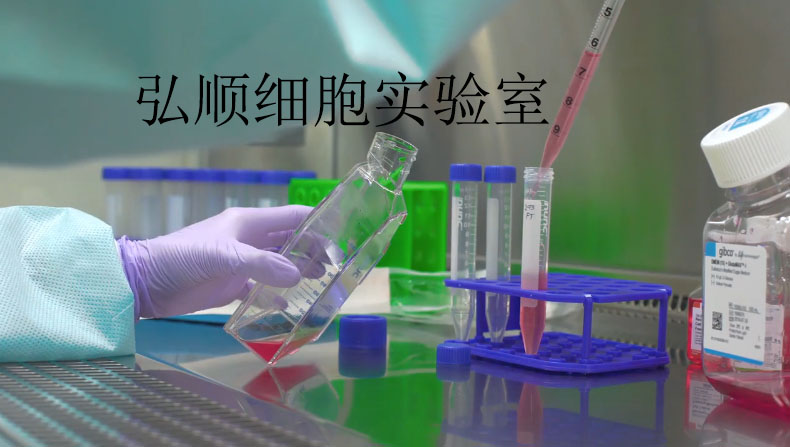 SW480 Cell；人结肠癌细胞
