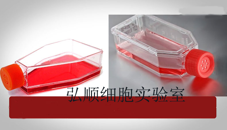 Hela 人宫颈癌细胞 价格厂家 上海弘顺生物科技有限公司
