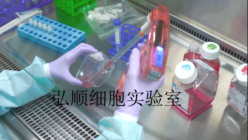 Hepa 1-6 Cell；小鼠肝癌细胞