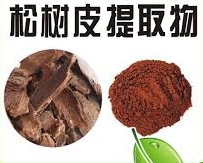 松树皮提取物