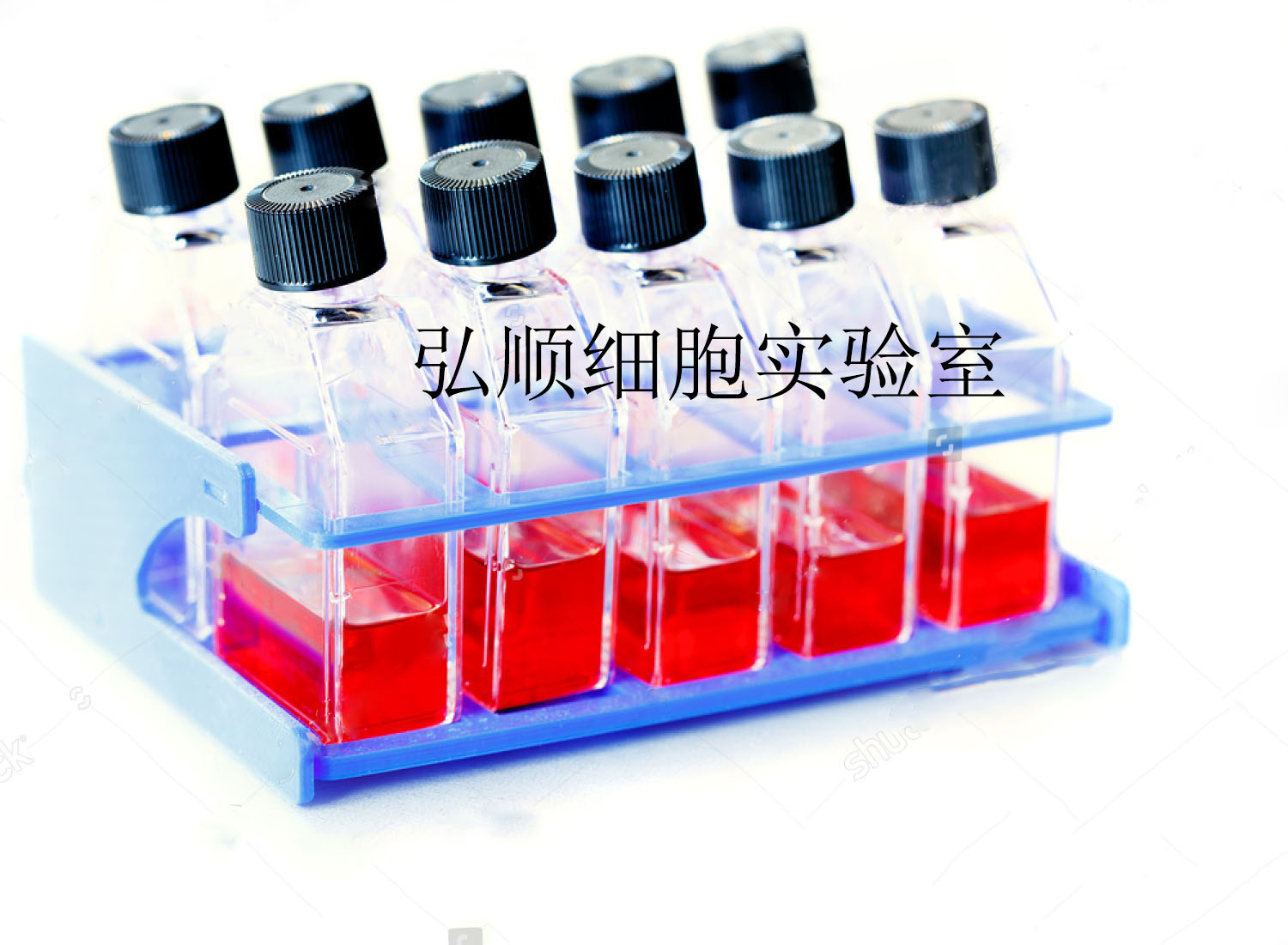 HBZY-1 Cell<大鼠肾小球系膜细胞系>