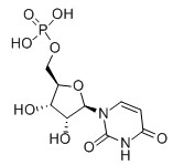 Uridine 5′-monophosphate