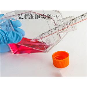 786-O [786-0] Cell<人肾透明细胞腺癌细胞系>