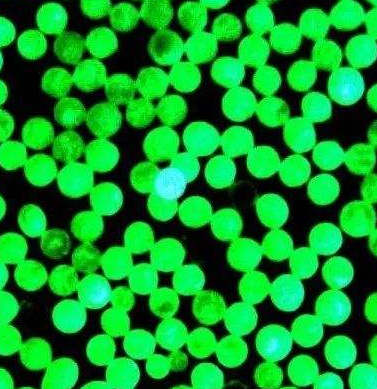 绿色荧光微球