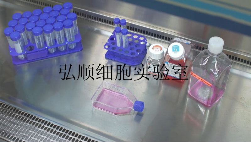 Eca9706 Cells：人食管癌细胞系