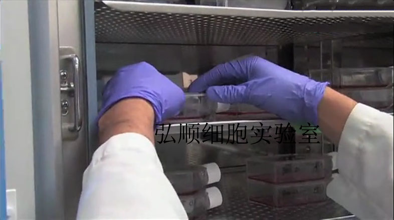 QSG7701 Cell Line|人肝细胞