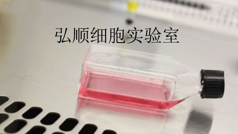 A-549 Cell Line|人肺癌细胞