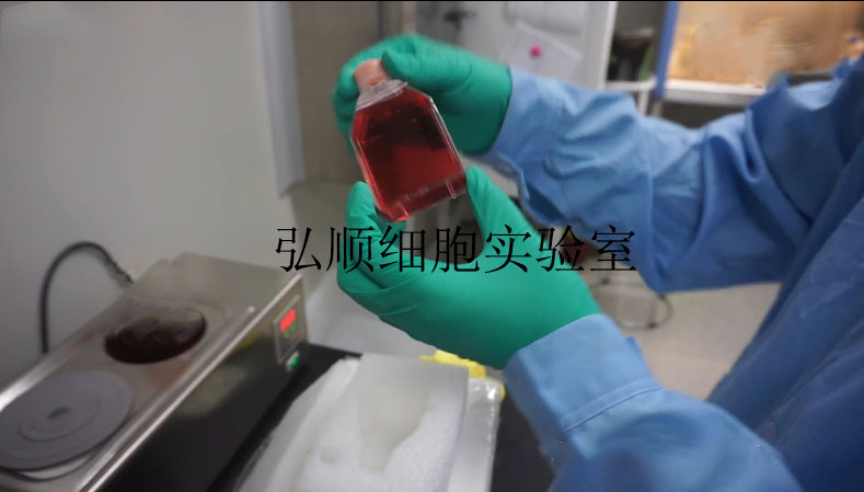 Ht 1080 Ht1080 Cell Line 人成纤维肉瘤细胞价格厂家 上海弘顺生物科技有限公司