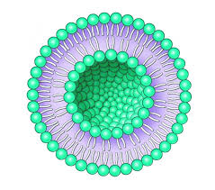 白藜芦醇脂质体；纳米包裹白藜芦醇；水溶性白藜芦醇；