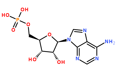 5′-腺苷一磷酸