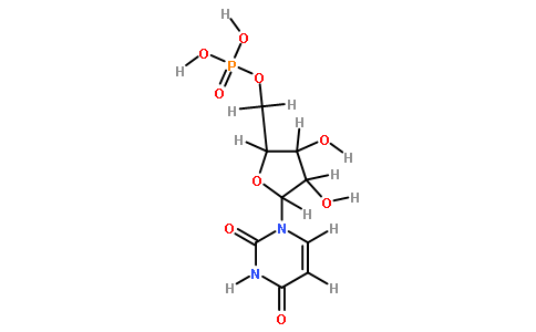 5-尿苷一磷酸