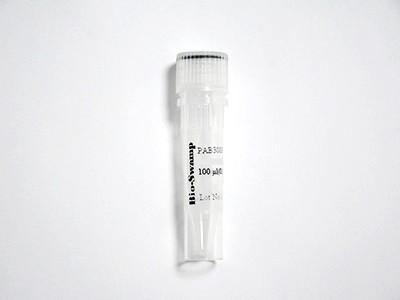 ATF4 Polyclonal Antibody