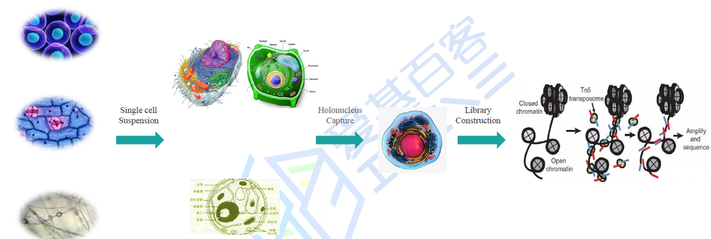 ATAC-seq