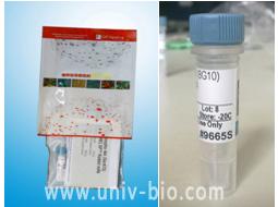 Akt Antibody