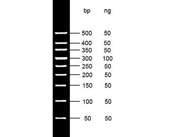 50bp DNA Ladder