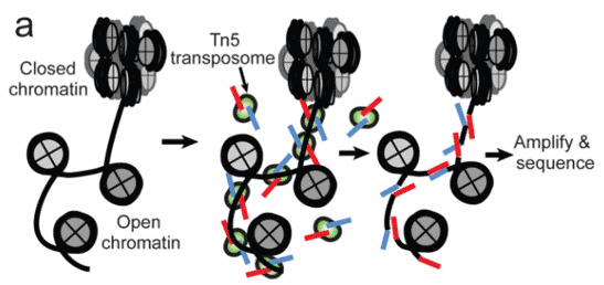 ATAC-seq