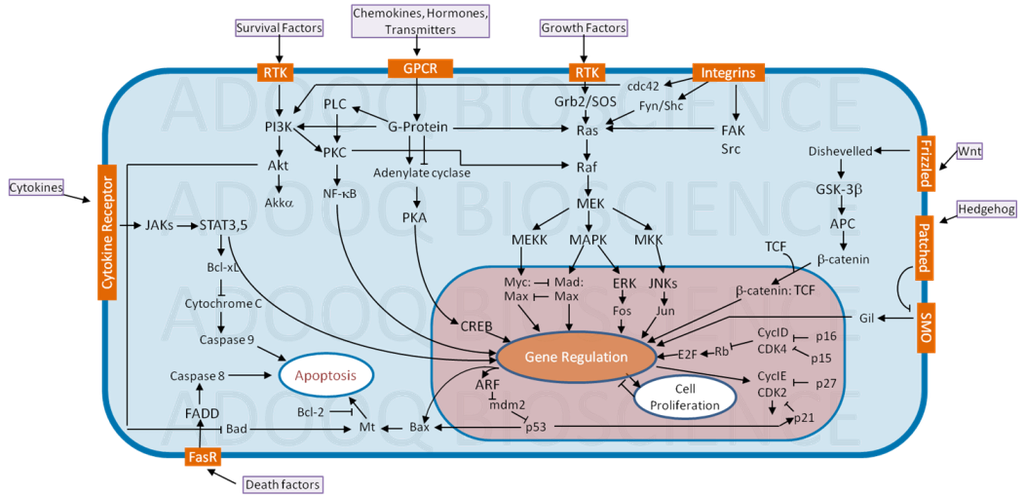 Angiotensin (1-7)