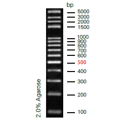 100bp plus DNA Ladder