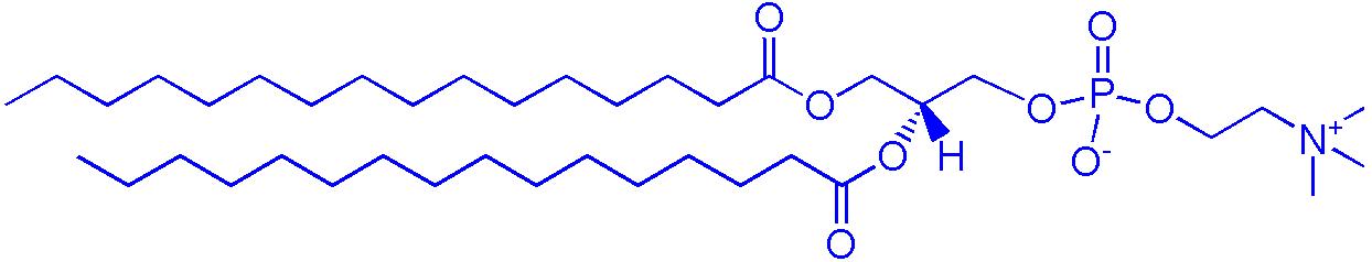 DPPC（1,2-二棕榈酰-sn-甘油-3-磷酰胆碱）