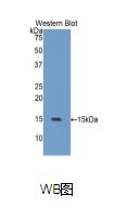 105kDa/110kDa热休克蛋白1(HSPH1)重组蛋白