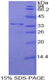 205kDa核孔蛋白(NUP205)重组蛋白
