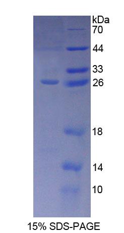 23kDa突触关联蛋白(SNAP23)重组蛋白