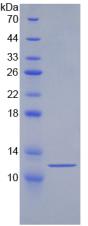 70kDa热休克蛋白8(HSPA8)重组蛋白