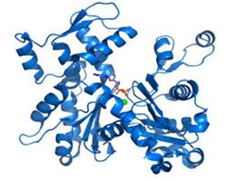 Ⅰ类主要组织相容性复合体B(MHCB)重组蛋白