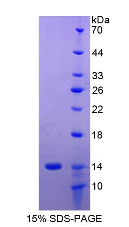 Ⅰ类主要组织相容性复合体G(MHCG)重组蛋白