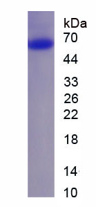 AMPA离子能谷氨酸受体1(GRIA1)重组蛋白