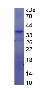 AN1-型锌指域蛋白6(ZFAND6)重组蛋白