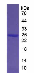 Bcl2关联X蛋白(Bax)重组蛋白