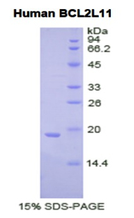 Bcl2样蛋白11(BCL2L11)重组蛋白