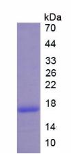 B-淋巴细胞趋化因子1(BLC1)重组蛋白
