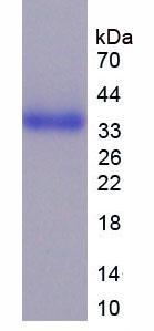 CD24分子(CD24)重组蛋白