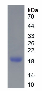 CD28分子(CD28)重组蛋白