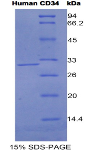 CD34分子(CD34)重组蛋白