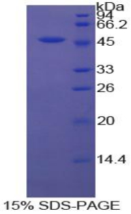 CD40配体(CD40L)重组蛋白