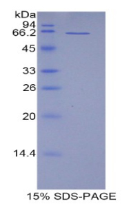 CD5抗原样蛋白(CD5L)重组蛋白